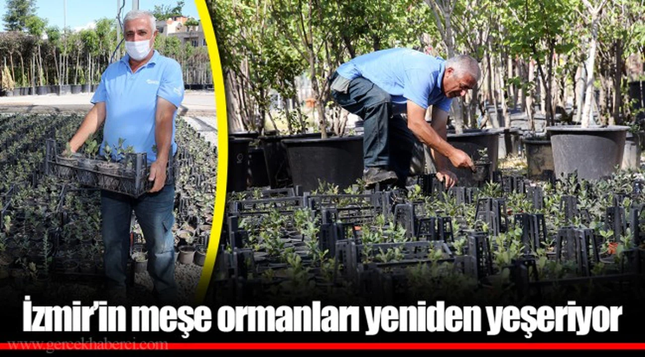 İzmir’in meşe ormanları yeniden yeşeriyor