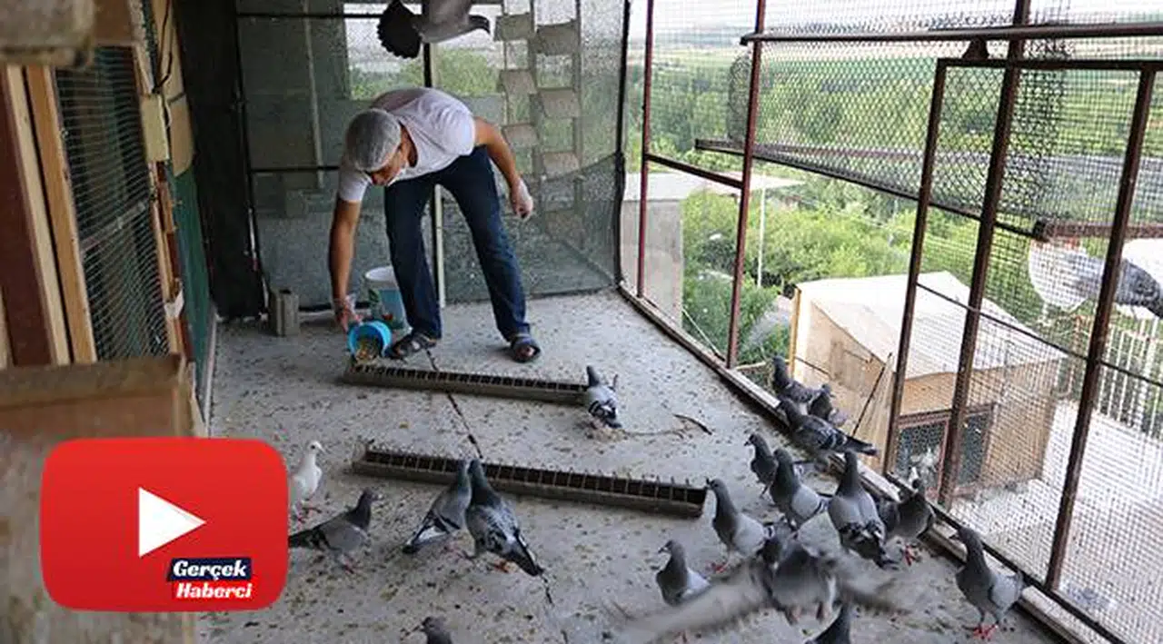 Korona virüs salgınından korunmak için herkes evinde, o ise güvercinlerinin yanında kaldı