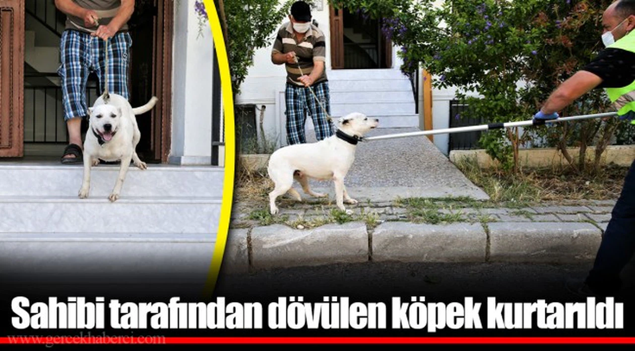 Sahibi tarafından dövülen köpek kurtarıldı  