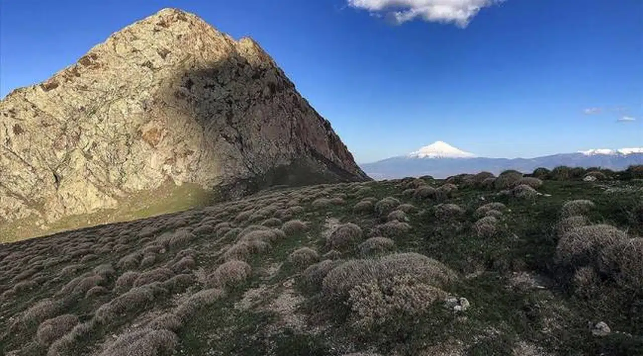 'Toprağın bekçisi' geven kurak alanları erozyona karşı koruyor