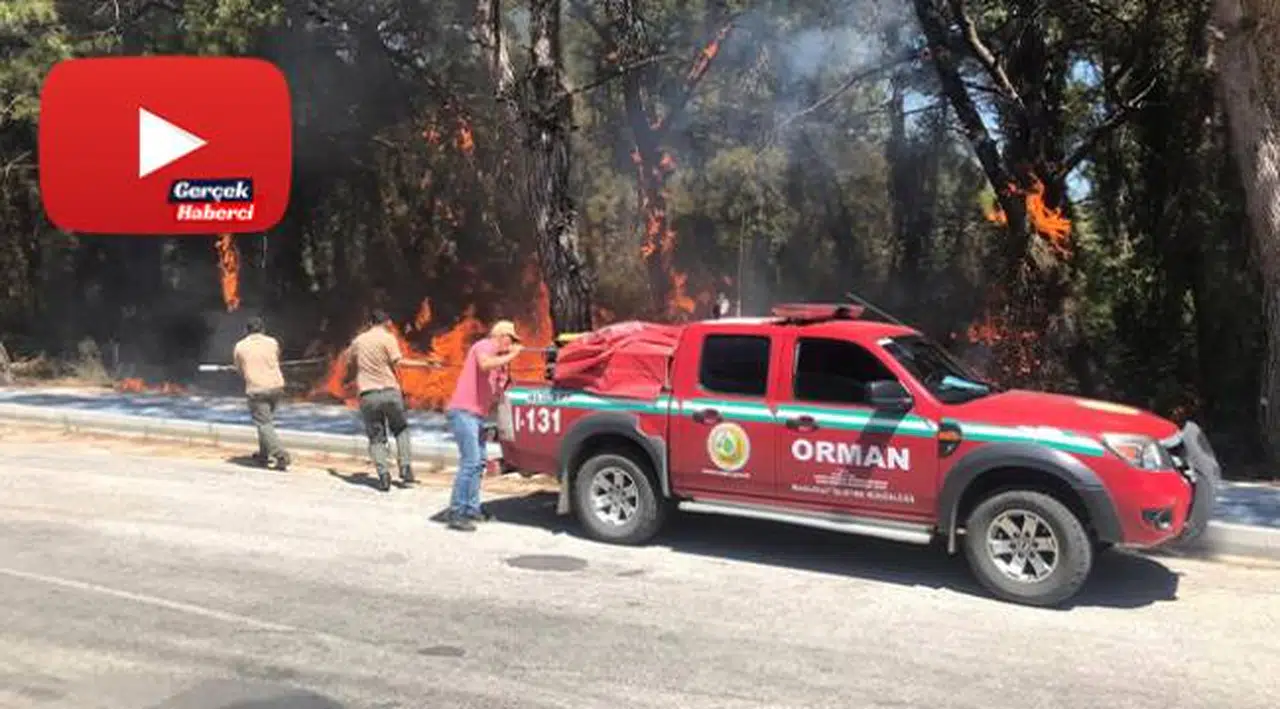 Araçtan atılan izmarit orman yangınına sebep oldu