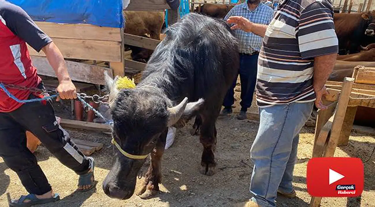 Bin 200 kilometrelik yoldan gelen ‘Paşa’ kurban pazarının gözdesi oldu