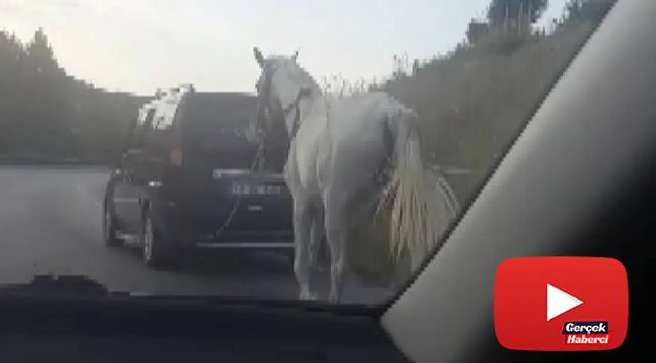 Bursa'da tepki çeken görüntü... Atı araca bağlayıp çekti