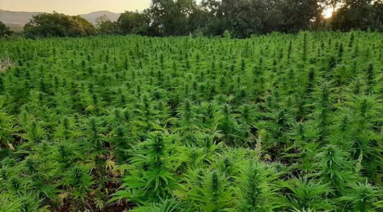 Diyarbakır'da 14 günde 3 ton esrar ve 28 milyon kök Hint keneviri ele geçirildi