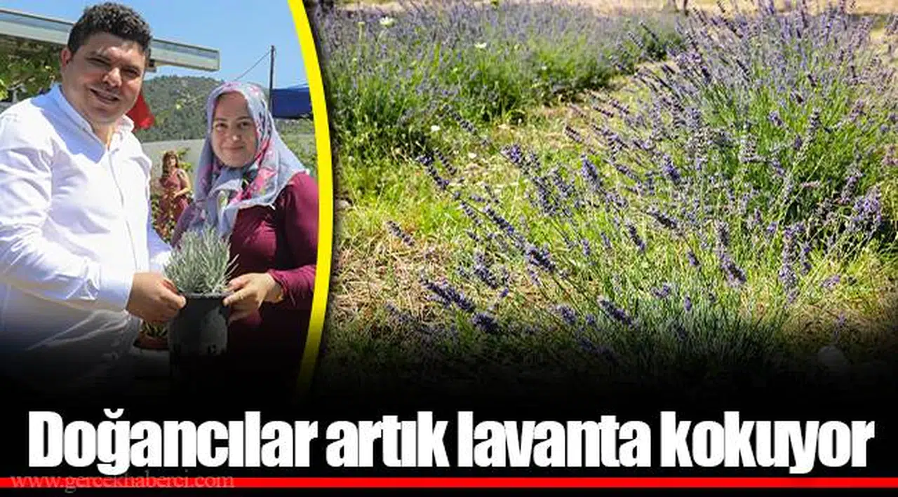Doğancılar artık lavanta kokuyor 