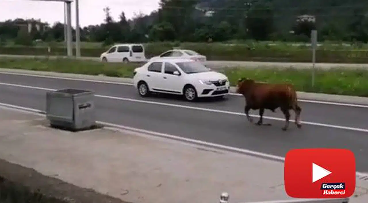 Hayvan pazarından firar eden kurbanlık tosun karayolunu karıştırdı