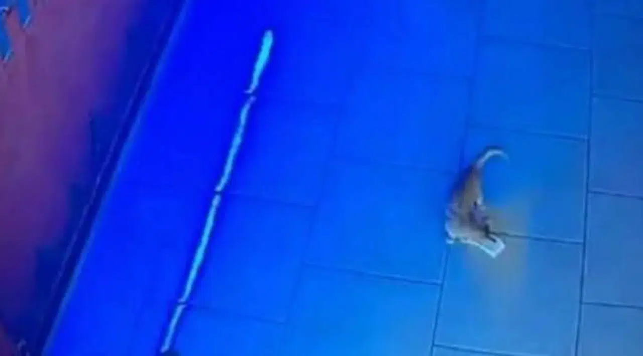 Rusya'da kasadan para çalan kedi 'suçüstü yakalandı'