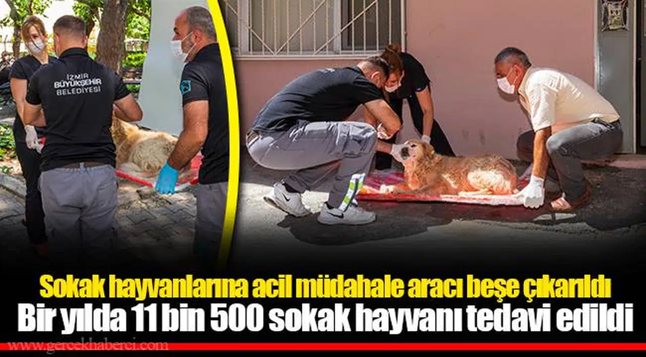Sokak hayvanlarına acil müdahale aracı beşe çıkarıldı
