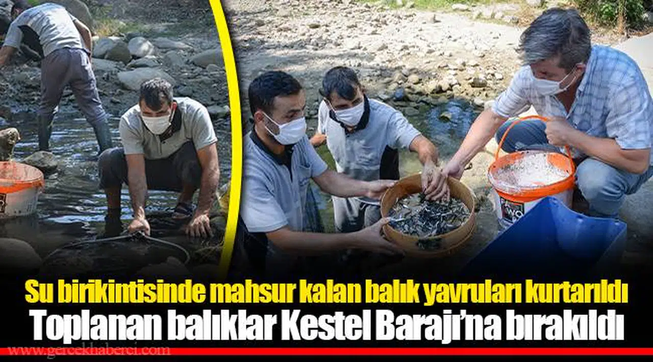 Toplanan balıklar Kestel Barajı’na bırakıldı