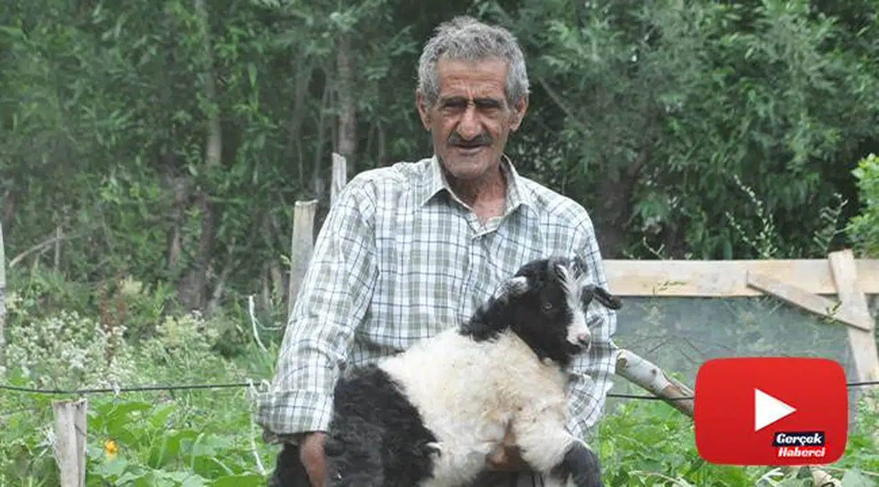 Bataklığa saplanan ineğinin başında sabahlayan Mehmet Amca bu bayram çok mutlu