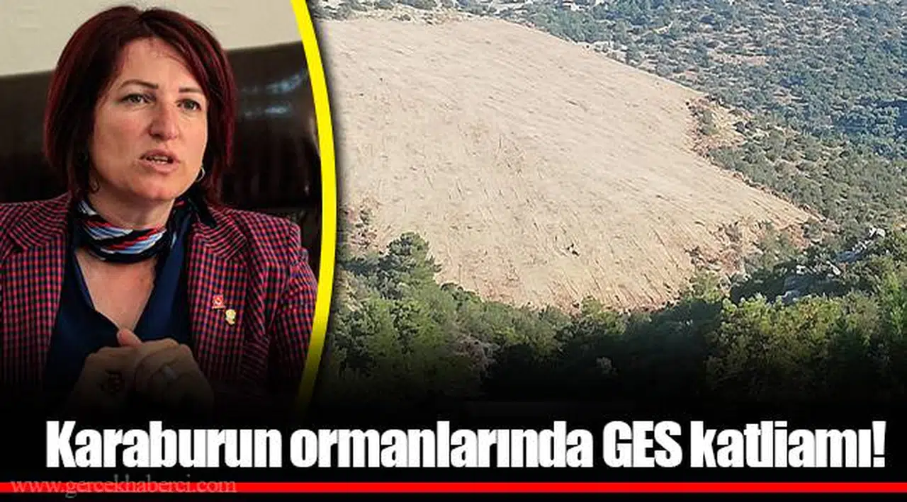 Karaburun ormanlarında GES katliamı!