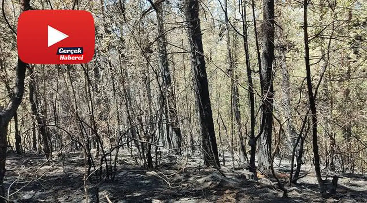 Kızılçam ormanında yürek yakan görüntü