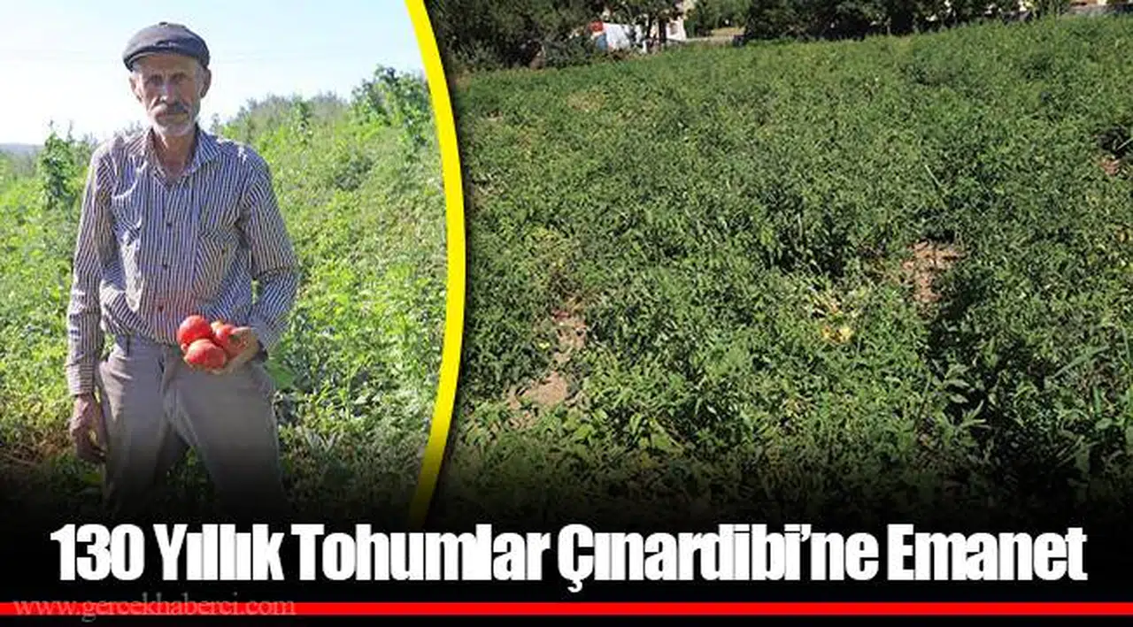 130 Yıllık Tohumlar Çınardibi’ne Emanet