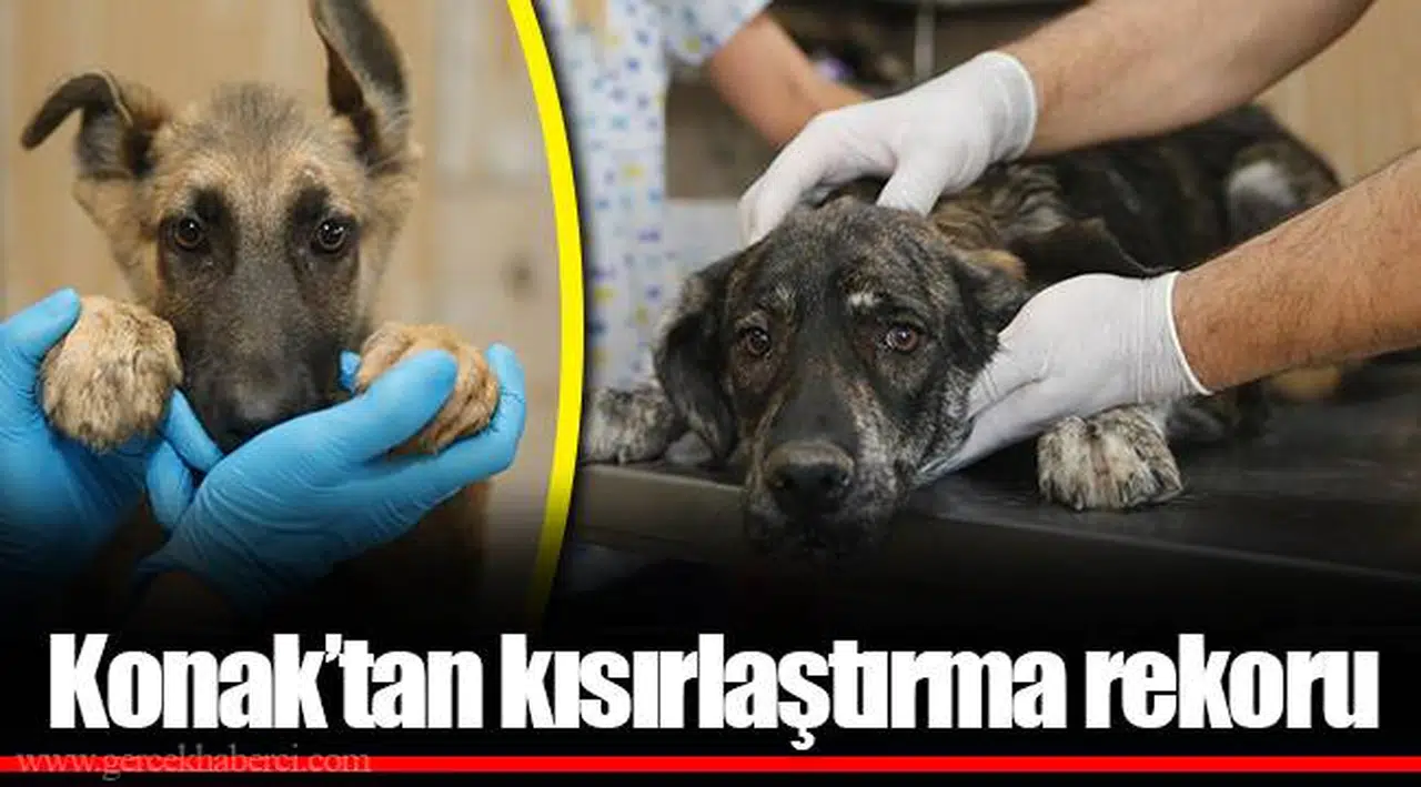 Konak’tan kısırlaştırma rekoru