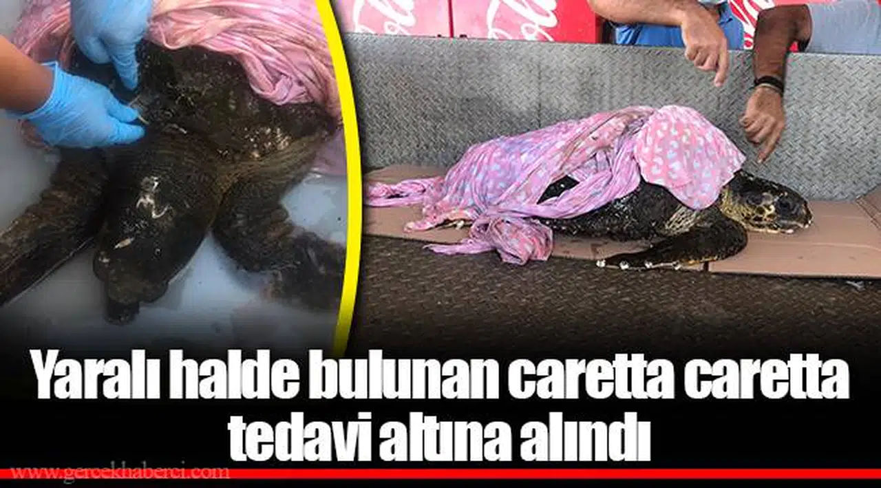 Yaralı halde bulunan caretta caretta tedavi altına alındı