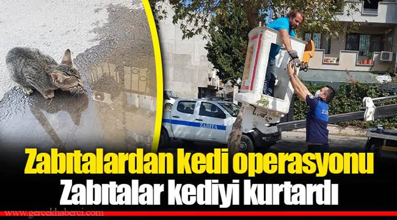 Zabıtalardan kedi operasyonu