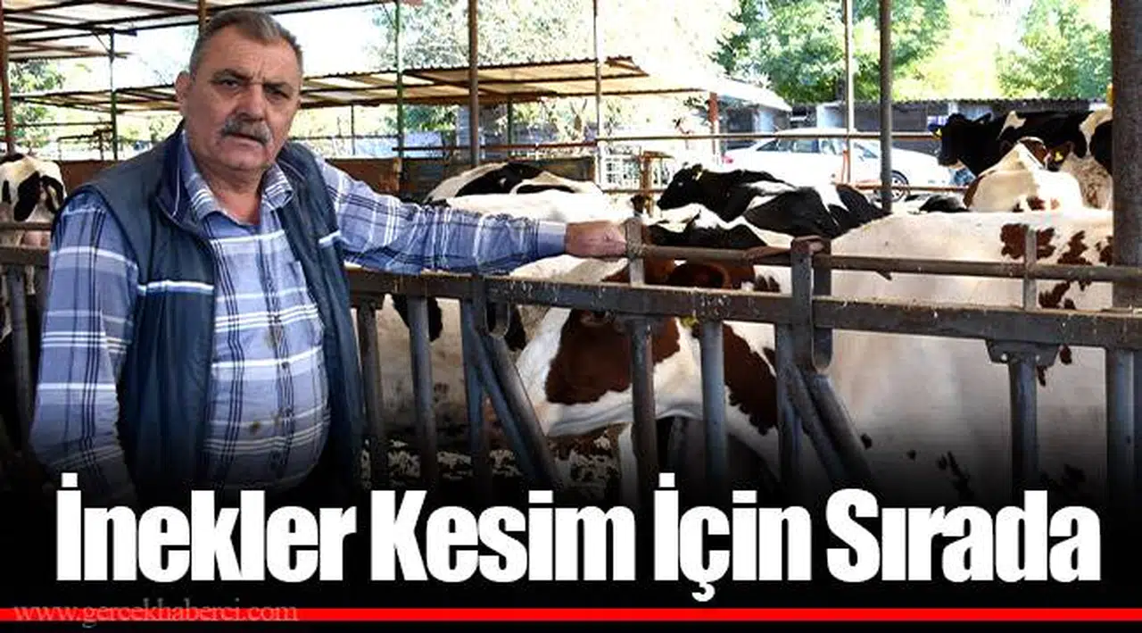 İnekler Kesim İçin Sırada