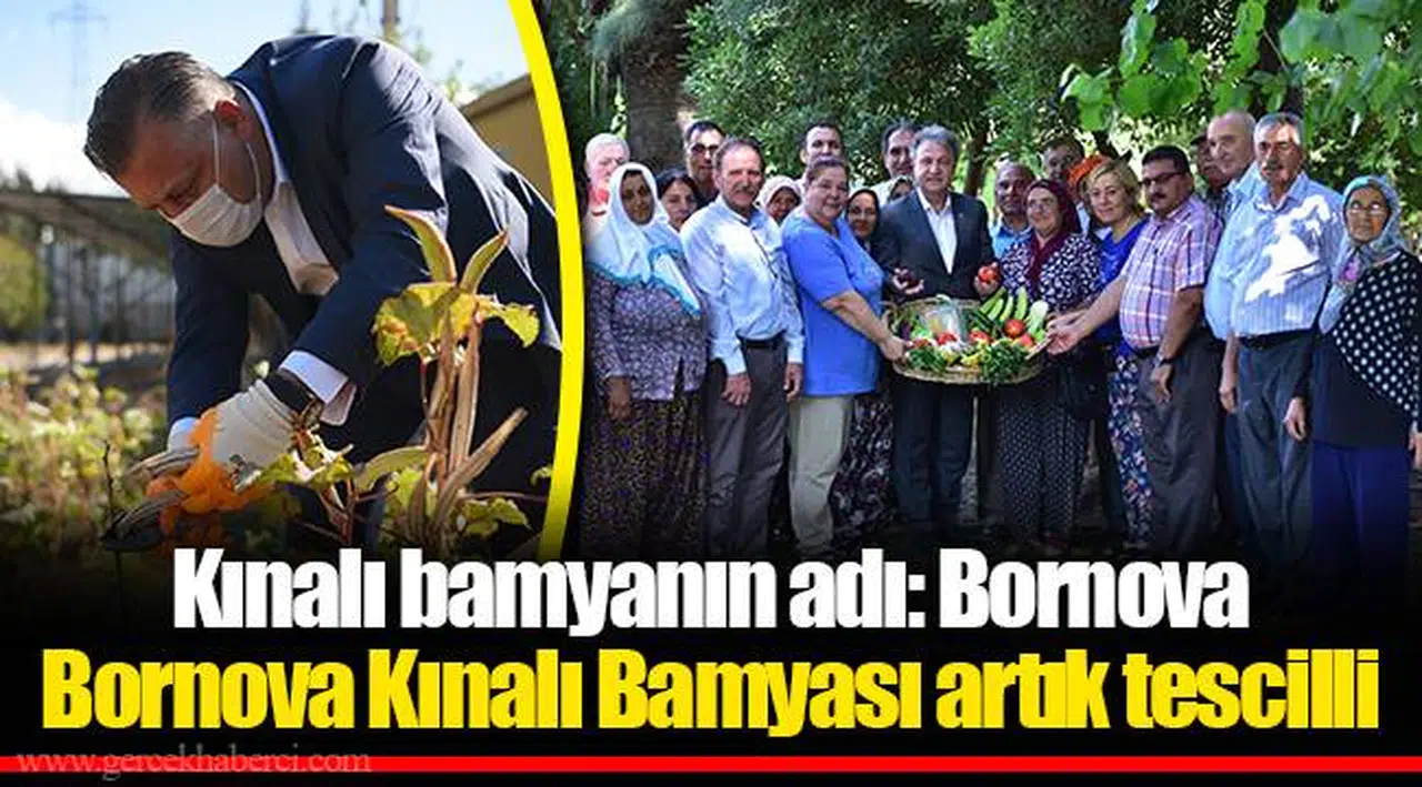 Kınalı bamyanın adı: Bornova
