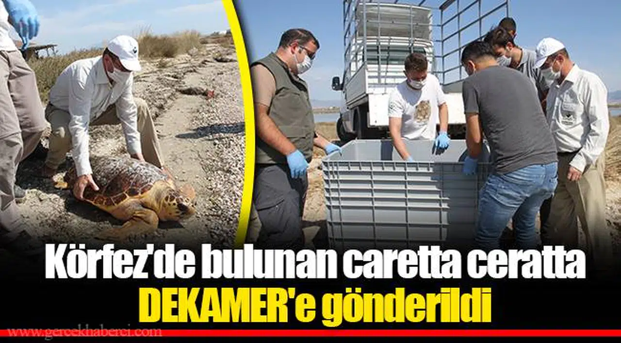 Körfez'de bulunan caretta ceratta DEKAMER'e gönderildi