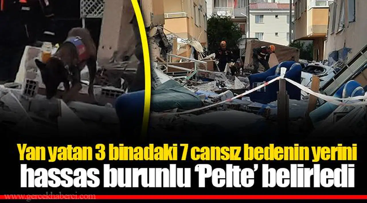 Yan yatan 3 binadaki 7 cansız bedenin yerini hassas burunlu ‘Pelte’ belirledi