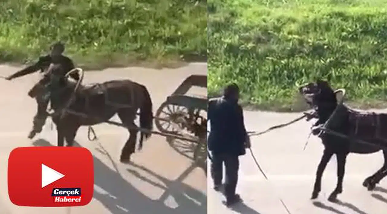 Yükü çekmeyen atı böyle kırbaçladı