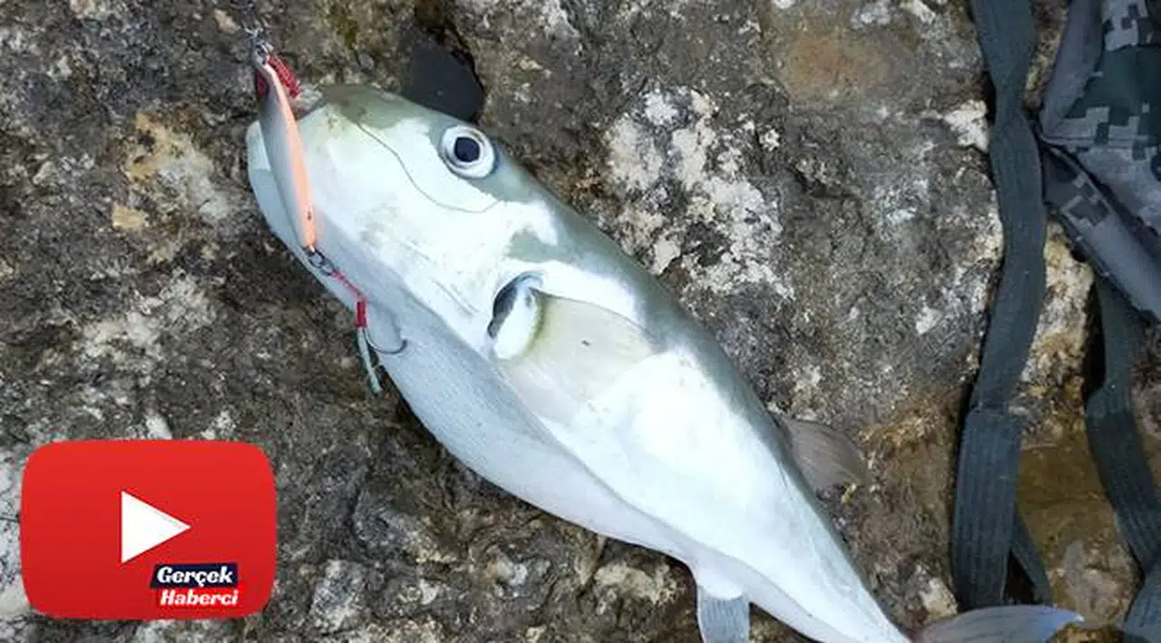 Balon balığı avı balıkçıları sevindirdi