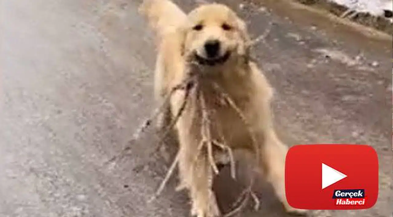 Buzlu yolda kayan sevimli köpek gülümsetti