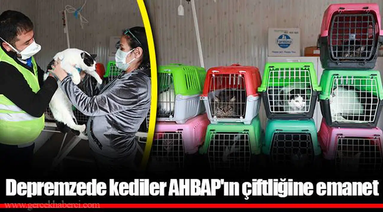 Depremzede kediler AHBAP'ın çiftliğine emanet