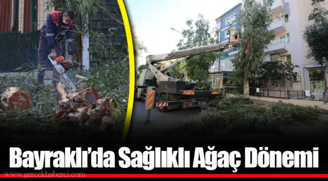 Bayraklı’da Sağlıklı Ağaç Dönemi