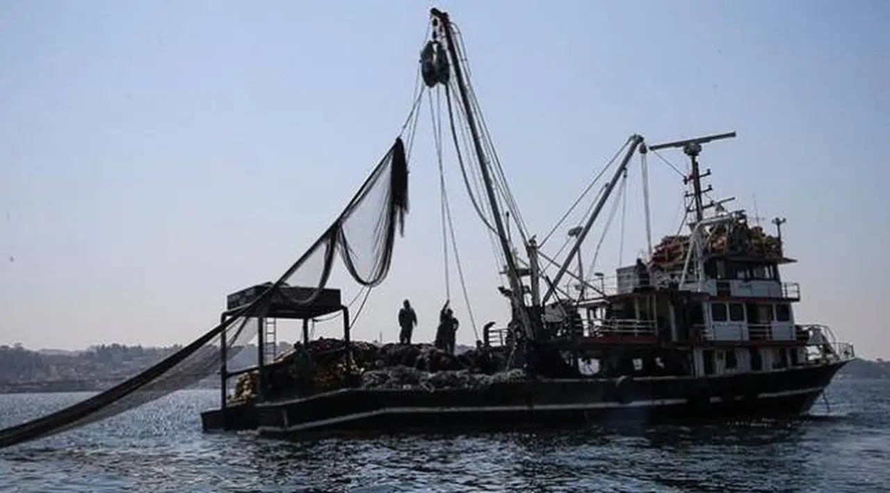 Hamsi yasağı uzatıldı: 28 Ocak'a kadar avlanamayacak