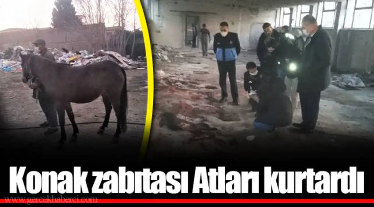 Konak zabıtası Atları kurtardı