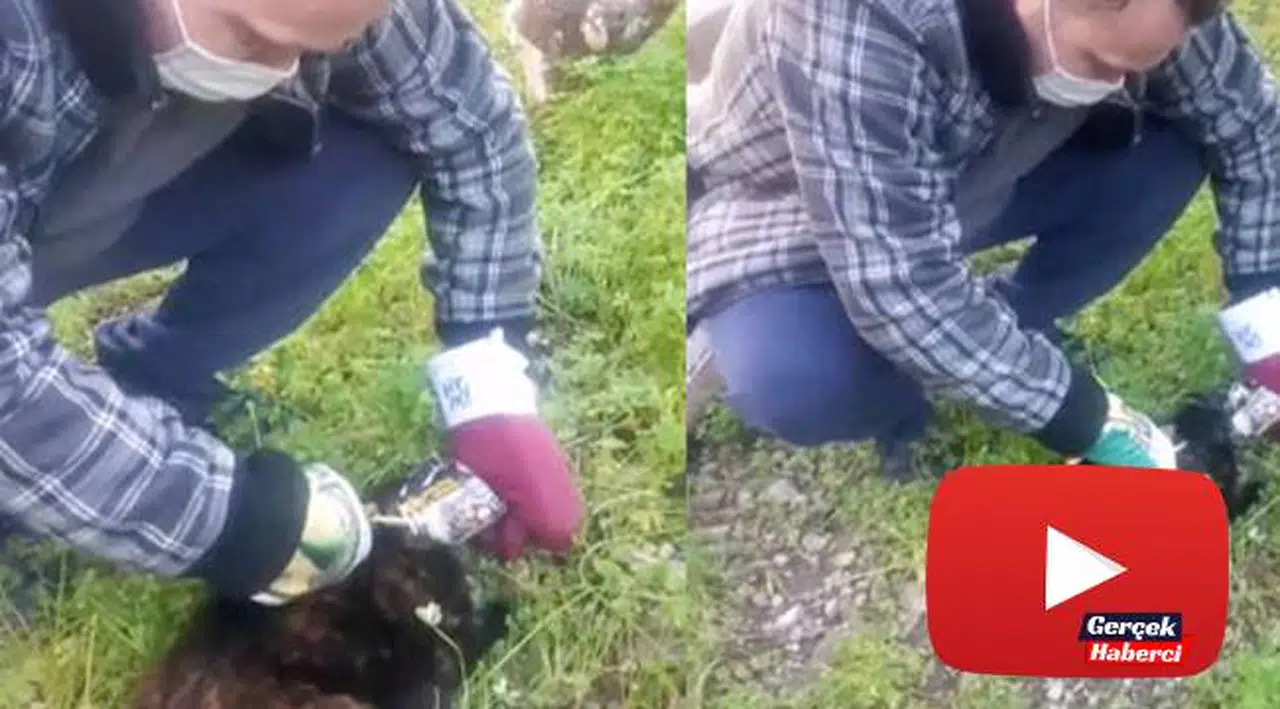Konserve kutusuna kafasını sıkıştıran kediyi bahçe makasıyla kurtardı