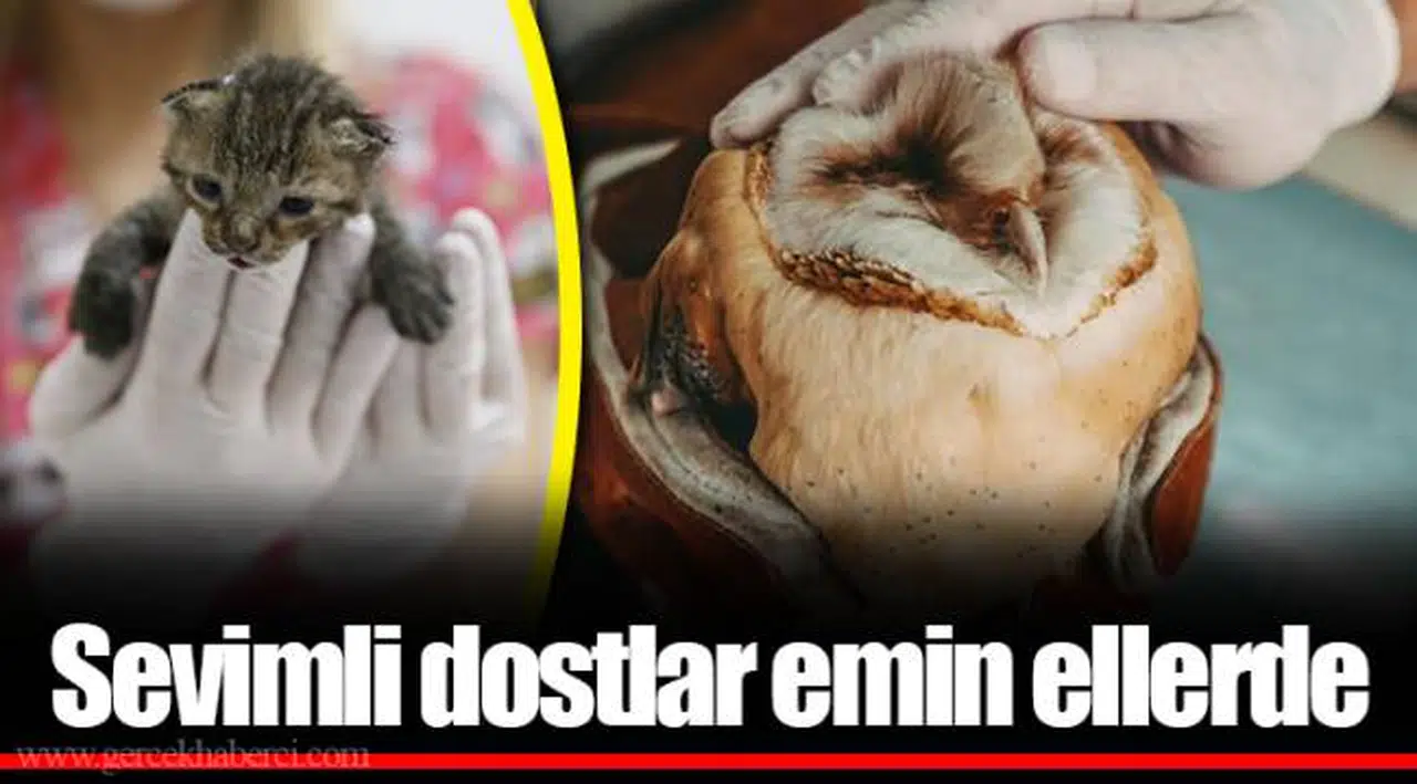 Sevimli dostlar emin ellerde