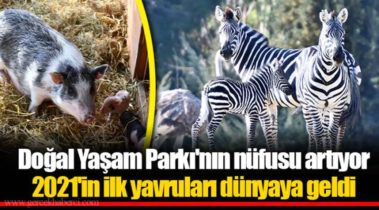 Doğal Yaşam Parkı'nın nüfusu artıyor
