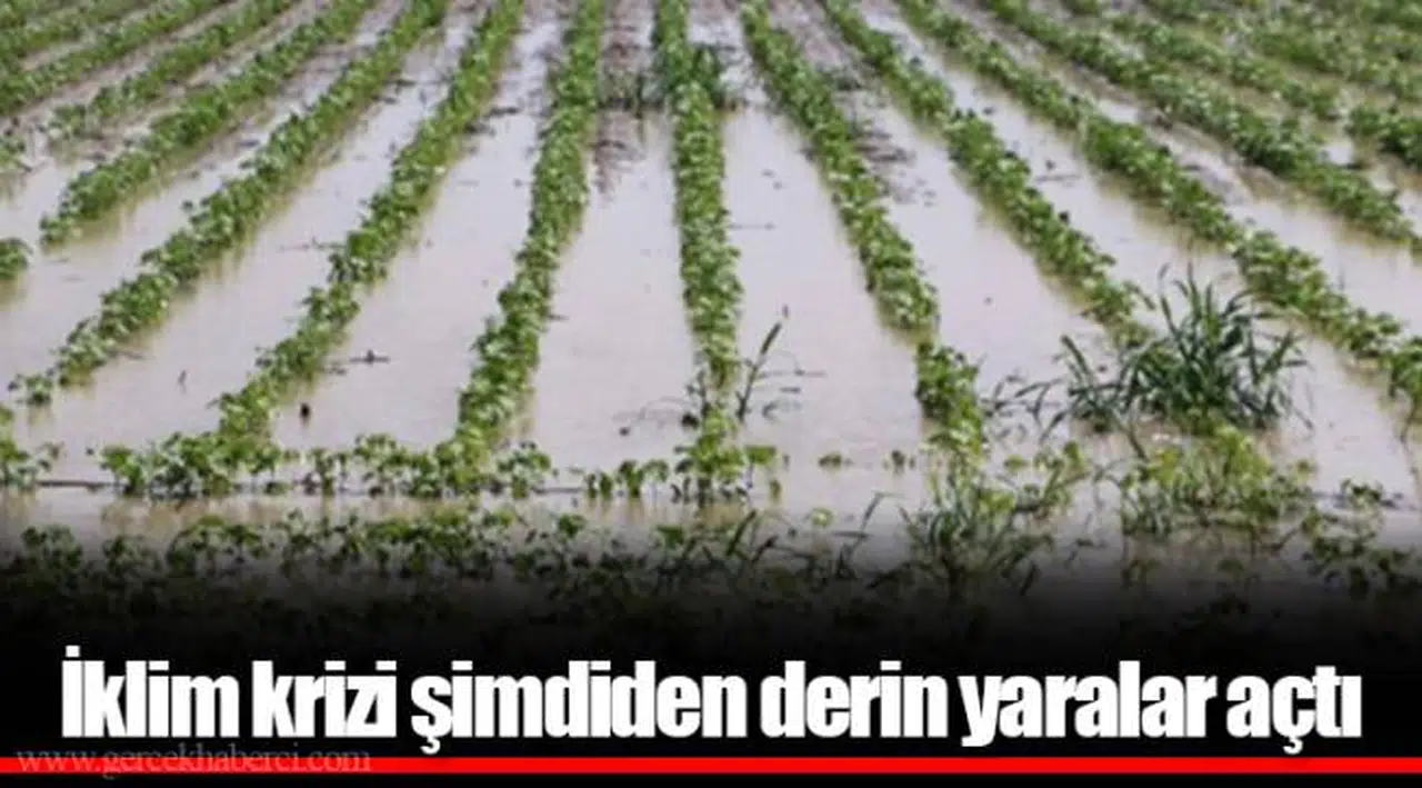 İklim krizi şimdiden derin yaralar açtı
