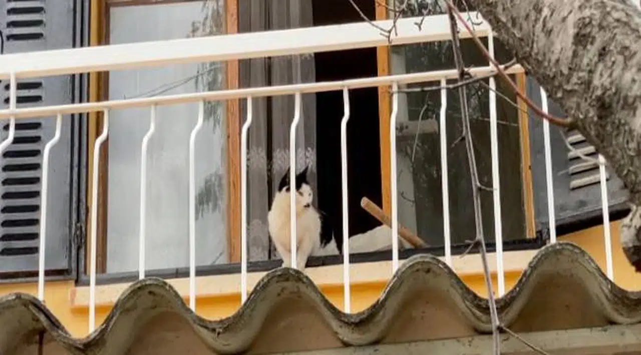 KUŞADASI’NDA BOŞ EVDE MAHSUR KALAN KEDİ İÇİN KURTARMA OPERASYONU
