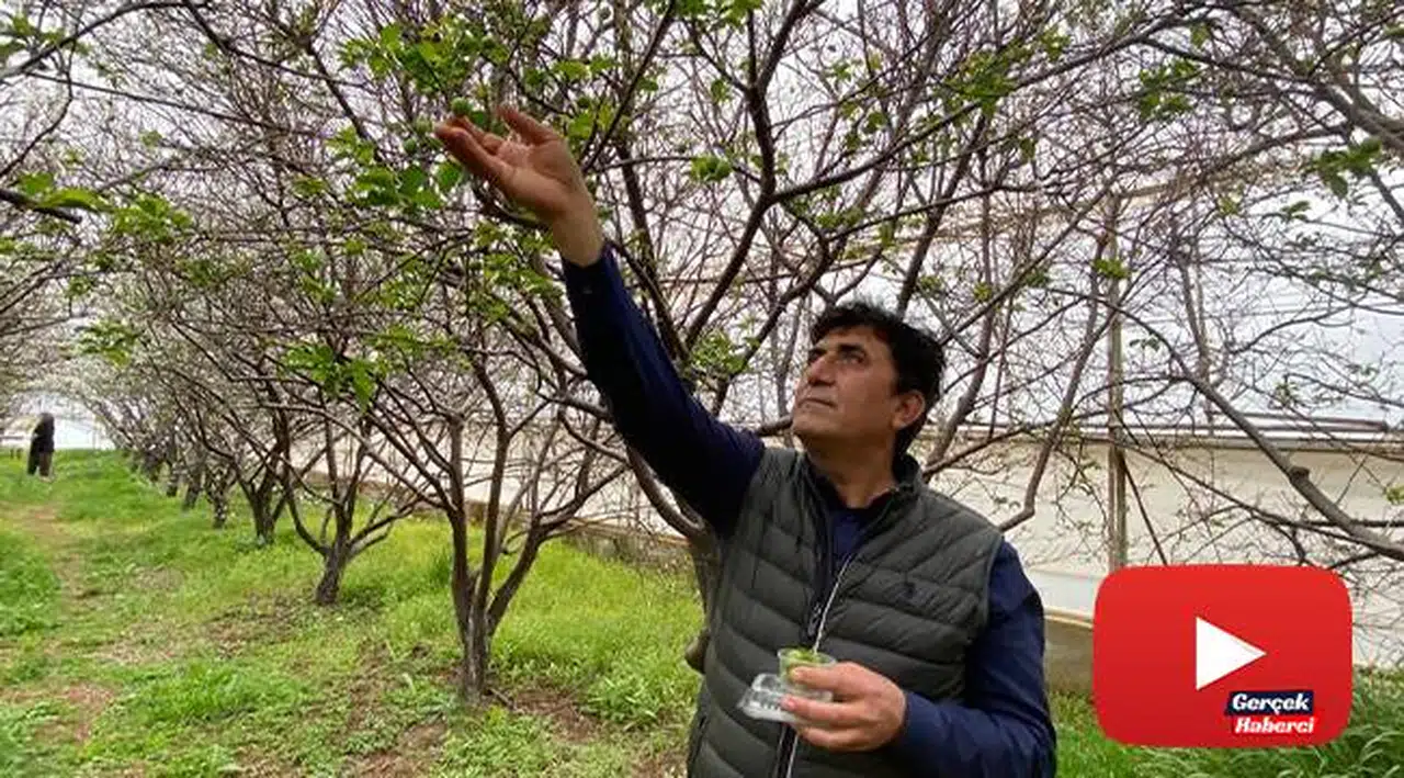 100 gram erik ağacında 100 TL’den satışa sunuldu