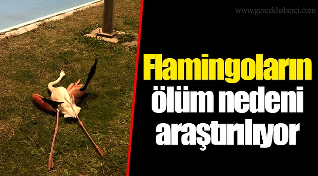 Flamingoların ölüm nedeni araştırılıyor