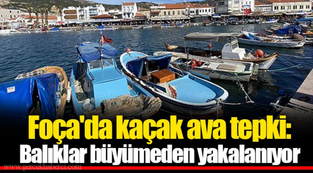 Foça'da kaçak ava tepki: Balıklar büyümeden yakalanıyor