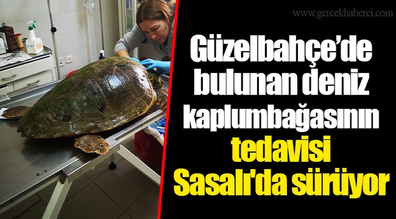 Güzelbahçe’de bulunan deniz kaplumbağasının tedavisi Sasalı'da sürüyor
