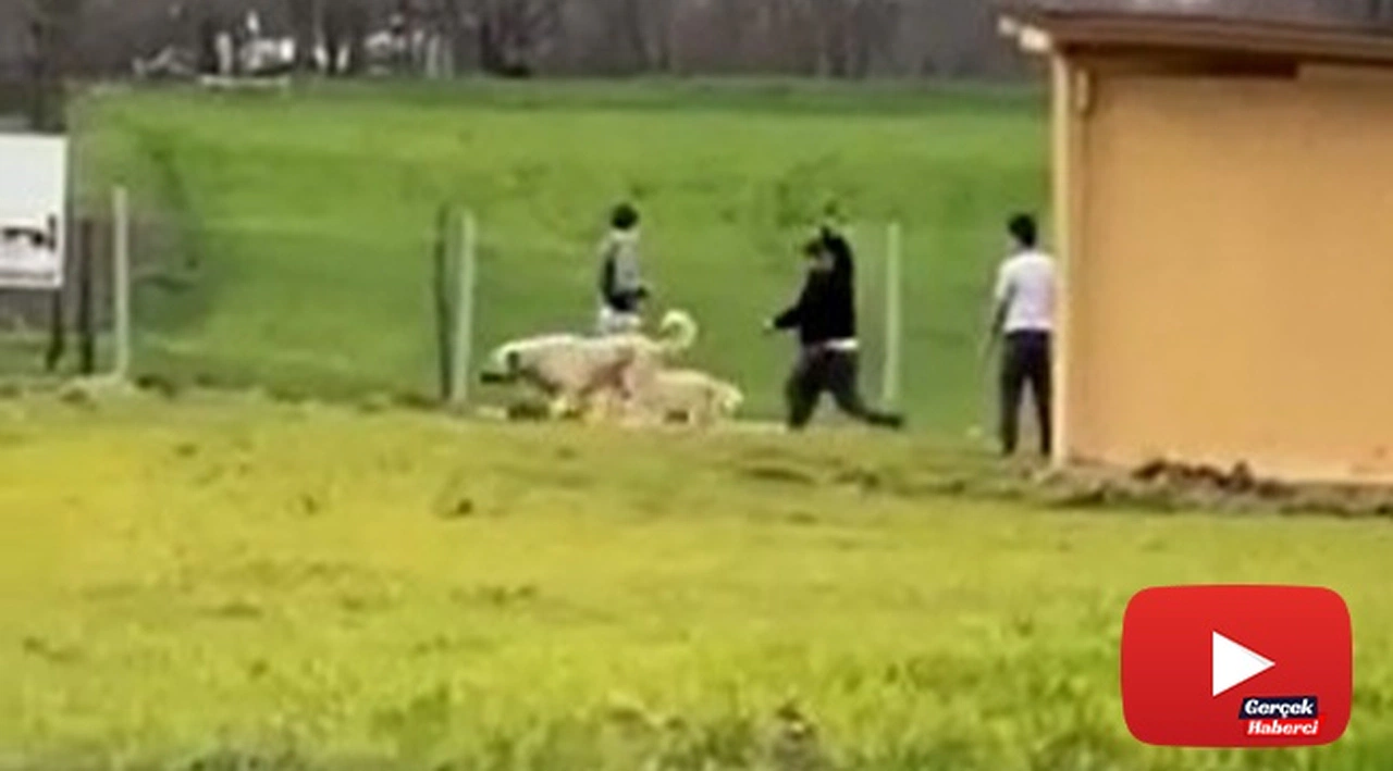 Sokak köpeklerini önce dövüştürdüler, sonra sopayla dövdüler