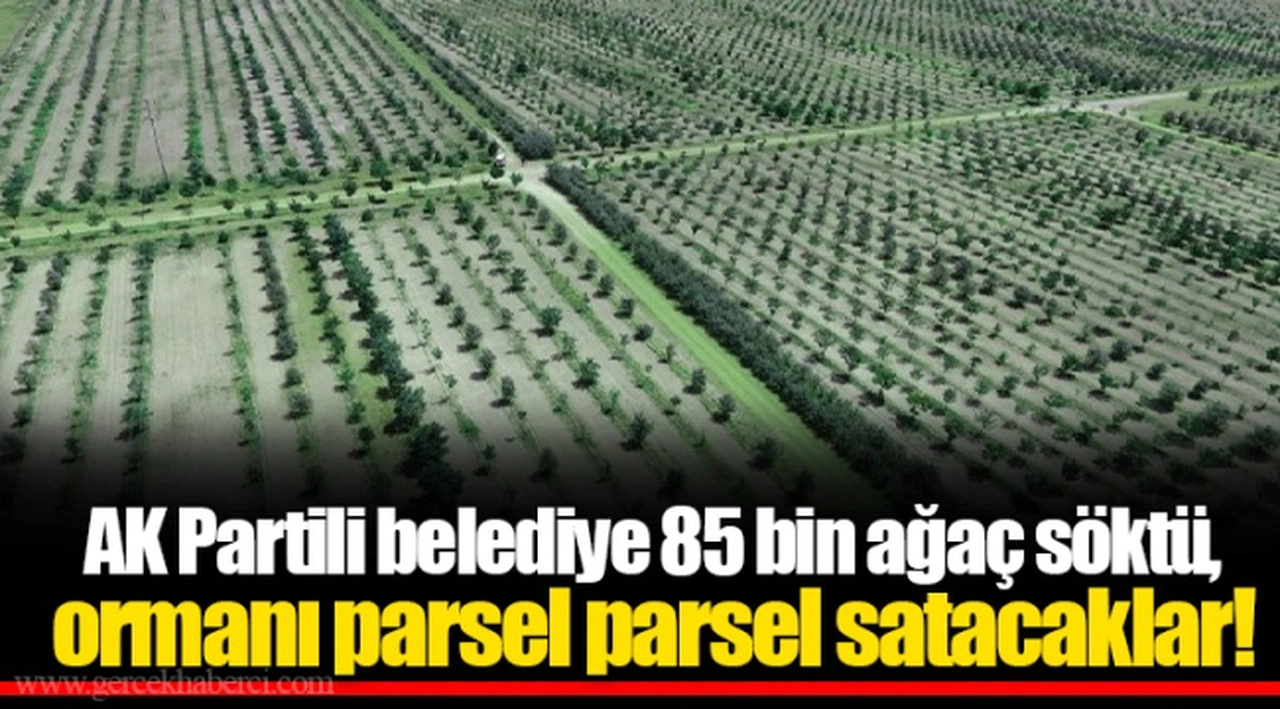 AK Partili belediye 85 bin ağaç söktü,  ormanı parsel parsel satacaklar!