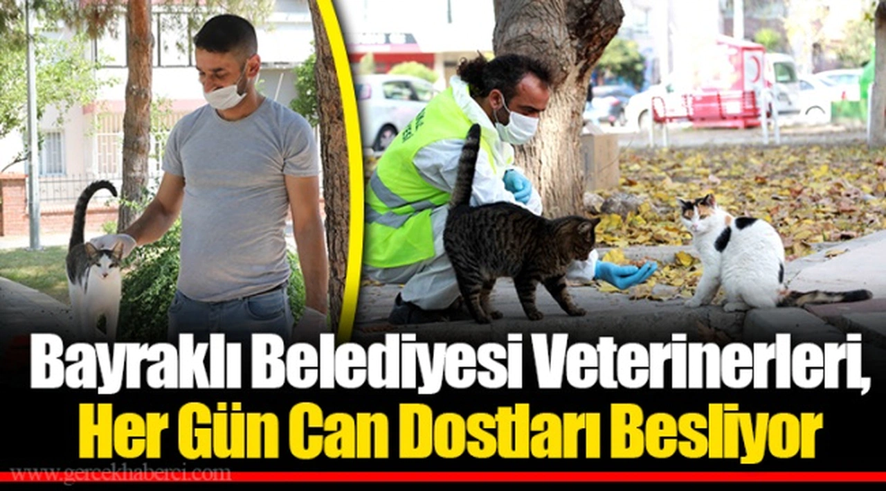 Bayraklı Belediyesi Veterinerleri, Her Gün Can Dostları Besliyor