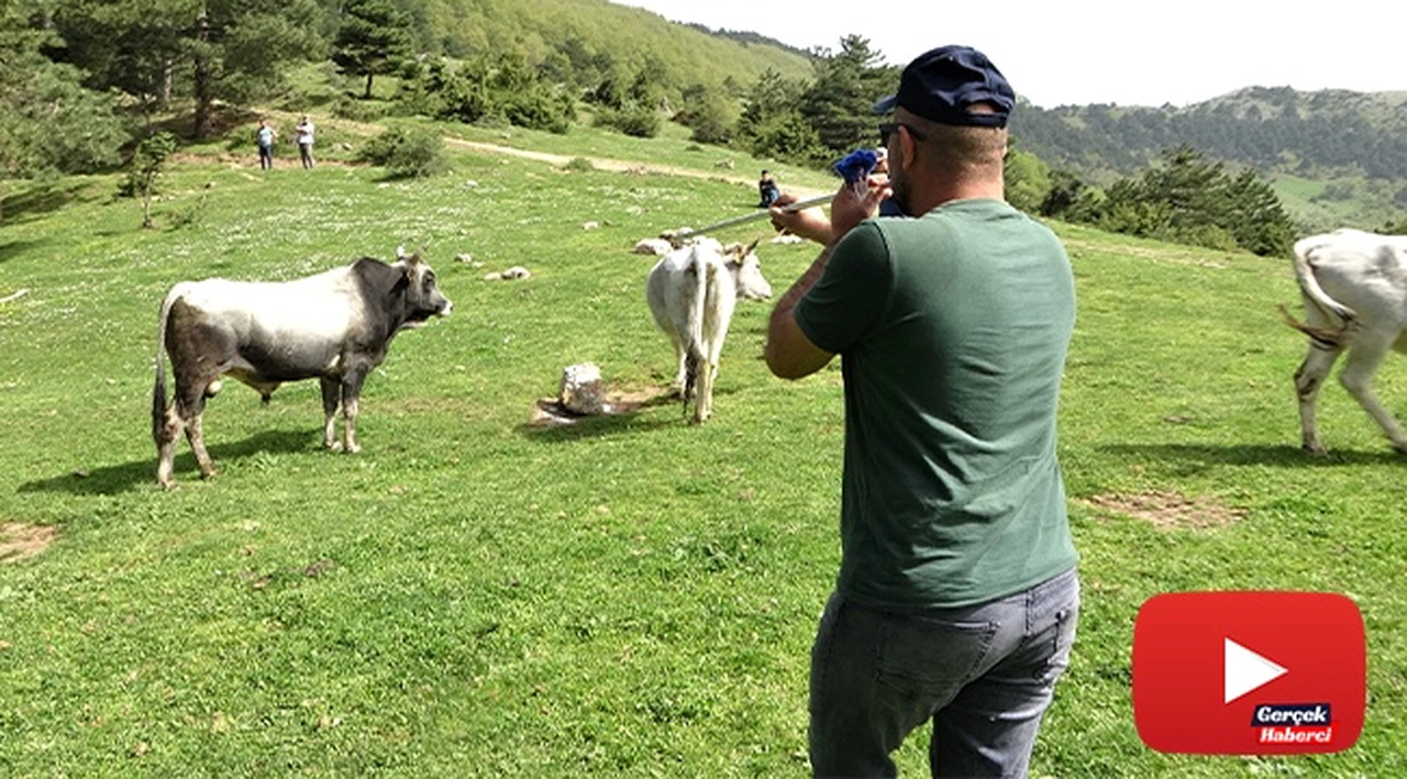 Dağda kurbanlık dana avı