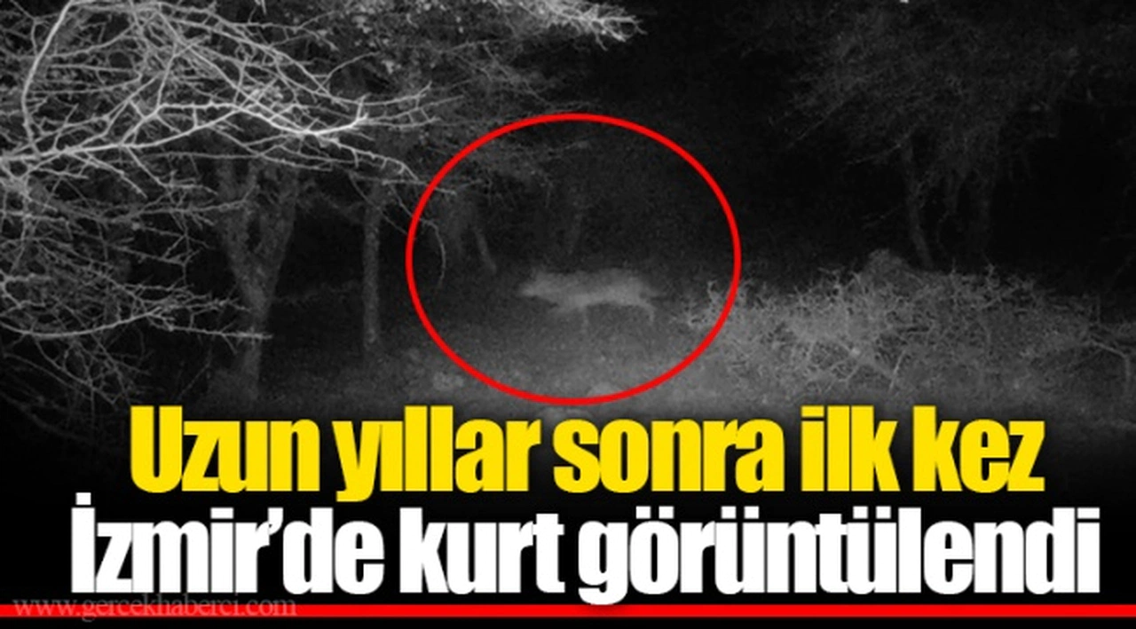 Uzun yıllar sonra ilk kez İzmir’de kurt görüntülendi
