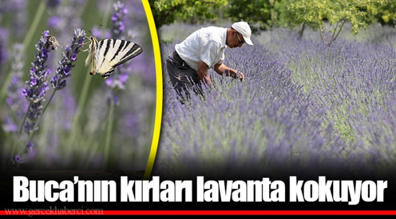 Buca’nın kırları lavanta kokuyor 