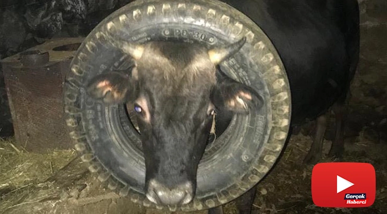 İneğin başına geçen araba lastiği itfaiye ekipleri tarafından çıkarıldı