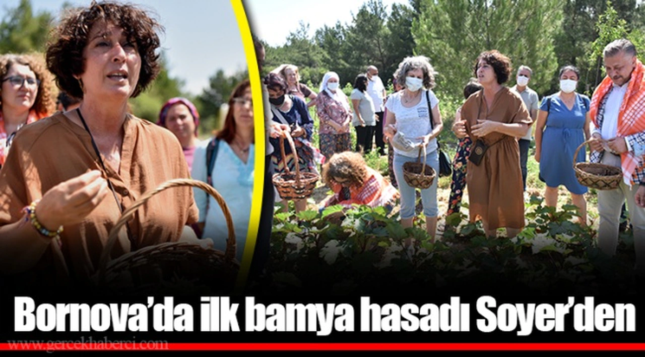 Bornova’da ilk bamya hasadı Soyer’den