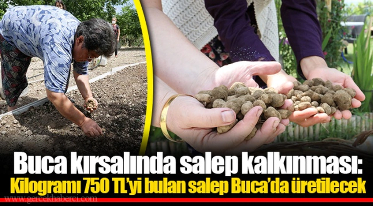 Buca kırsalında salep kalkınması: Kilogramı 750 TL’yi bulan salep Buca’da üretilecek