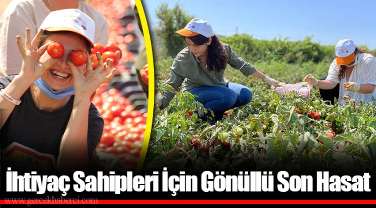 İhtiyaç Sahipleri İçin Gönüllü Son Hasat